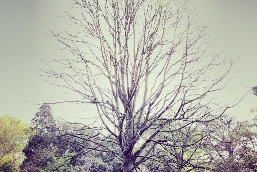 picsum id: 140